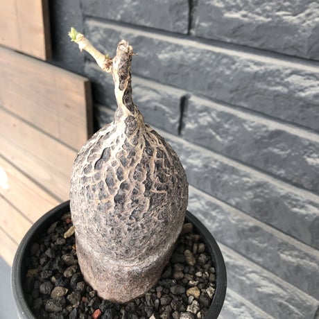 cyphostemma montagnacii《 大きめL size》※現地球発根後店主国内管理7年株※希少種大株ひび割れた表皮が渋かっこいい一株‼︎良樹形※mad black bowl pot植え