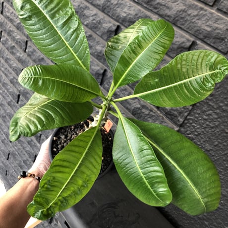 packypodium  baronii  《大きめM size》店主国内管理4年株※現地球発根済株※大変味ある成熟株の肌質でカッコいいバロニー‼︎※mad black pot植え