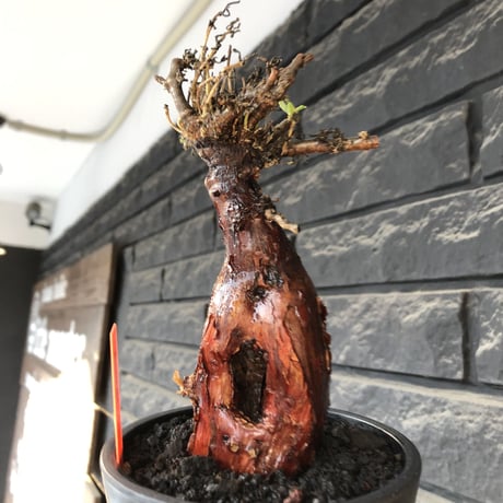 mestoklema tuberosum《M size》※現地球発根後店主国内管理4年株※栗のようなツヤ深き綺麗肌&エグれ傷が堪らなく冬季も動く唯一無二な希少灌木※mad black pot植え