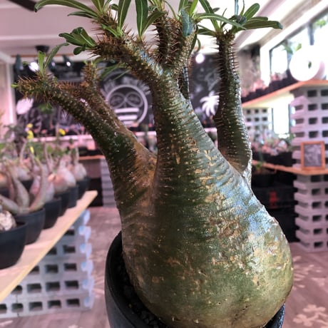 pachypodium  gracilius《大きめL size》※現地球発根済株※店主国内管理4年株※右サイド&正面の激しい現地焼けと最高枝振りに撃沈‼︎※mad black bowl pot植え