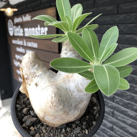 pachypodium  eburneum《L size》※現地球株発根済※メクれ上がった味深き表皮に美しい白肌とのコントラストが堪らない‼︎※mad black bowl pot植え