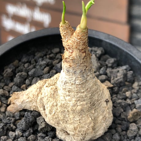 euphorbia fishbone《M size》※現地球株発根済※希少‼︎現地球株は極めて流通少なく愛くるしさと味深き白花も醍醐味※black pot植え