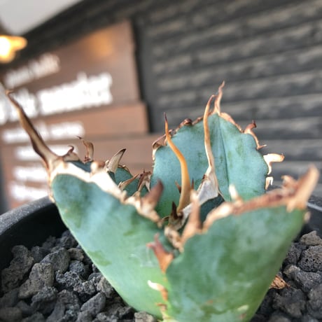 agave titanota  白鯨陽炎type《S size》※現地球株発根済 ②※唸り良き鋸歯に幅広肉厚タイプ※black pot植え