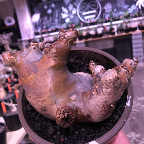 pachypodium  cactipes《L size》赤肌W-he'd株※現地球株発根済※良枝振り＆赤味強き存在感抜群株※mad brown marble bowl pot植え