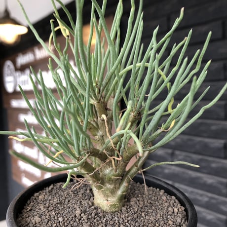 othonna protecta littmon seed🌱《大きめM size》※大切に育て、すくすく育ってくれた大変美しい一株※mad black bowl pot植え