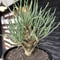 othonna protecta littmon seed🌱《大きめM size》※大切に育て、すくすく育ってくれた大変美しい一株※mad black bowl pot植え