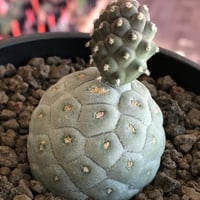 tephrocactus geometricus 《M size》※現地球株カキ仔発根済※①丸々とかわいく綺麗な玉型維持のカキ仔※black bowl pot植え