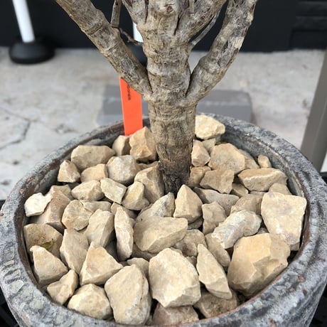 senna  meridionalis《 LL size》※現地球発根後店主国内管理4年株※大振りながら美しくまとまった激しい枝振り&ボコボコ幹が堪らなく美しい白肌株※陶器鉢植え
