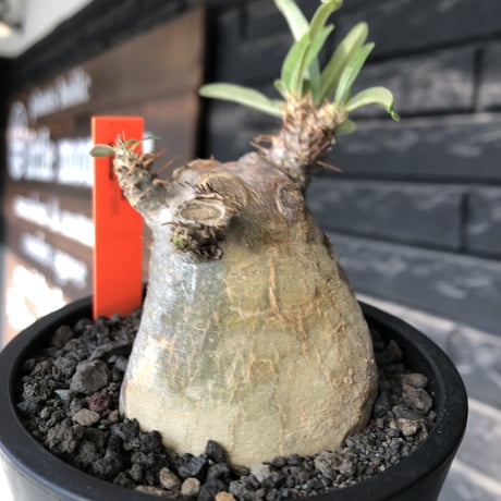 pachypodium gracilius《大きめS size》※現地球発根後店主国内管理3年株※極短枝且つ特化したプリンカラーが堪らない一株※mad black pot植え