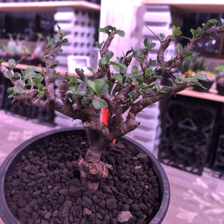 sarcocaulon  vanderietiae《M size》※現地球発根済み株‼︎※サルコカウロン 希少夏型‼︎ ※mad  black  pot植え ※店主管理国内３年株※限定2株
