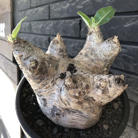 pachypodium  eburneum《LL size》※現地球発根後店主国内管理8年株※エブレらしい樹形に極wild装いの存在感抜群なimpact株※mad black bowl pot植え