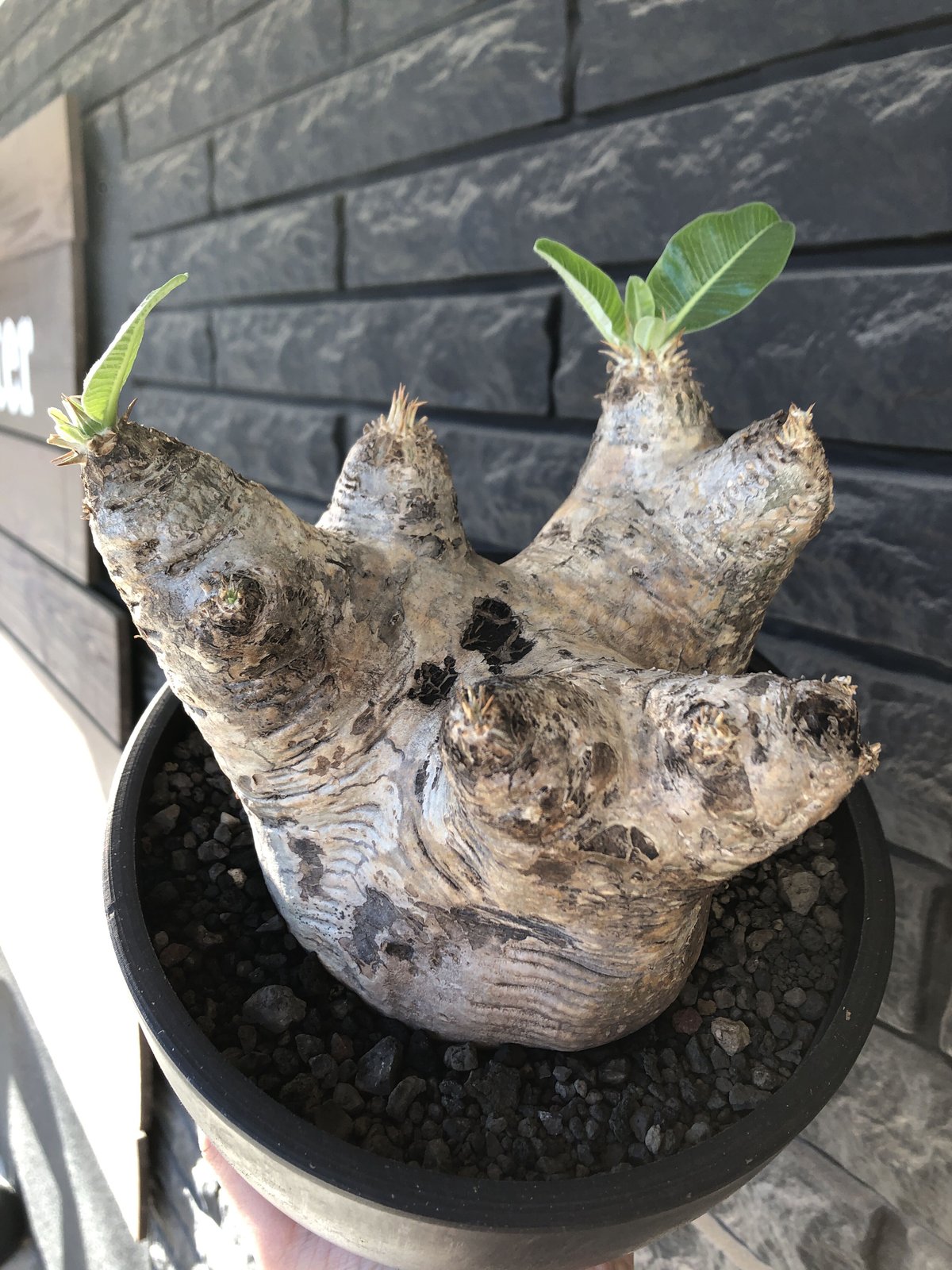 pachypodium eburneum《LL size》※現地球発根後店主国内管理8年株※