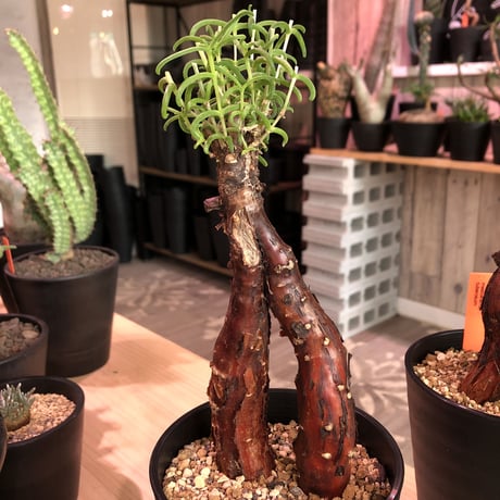 mestoklema   tuberosum《小さめM  size》※冬季も成長開花する潅木‼︎丈短で成熟株の表皮肌質‼︎※限定２株