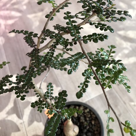 opercullicarya   decaryi《littmon seed 🌱4年株》mad black pot植え