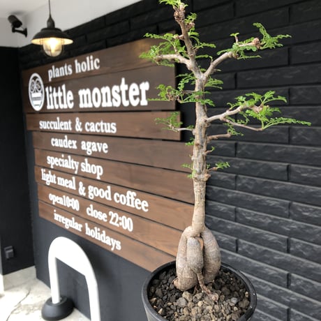 operculicarya decaryi  littmon seed🌱 《5年株》※極太幹にボコボコ感強く選抜株‼︎枝もパワータンクも太く良株※mad  black  pot植え