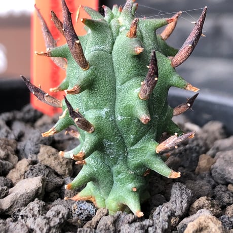 euphorbia schoenlandii《S size》※littmon seed株※小振りながら大株に負けないワイルドさと身体に見合わない太棘を持つ将来有望株※black bowl pot植え