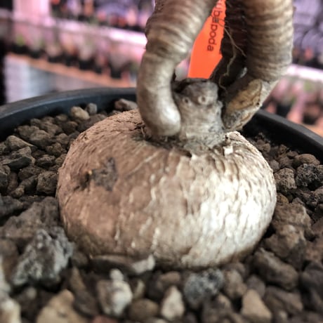 euphorbia subapoda《M size》※大変人気なユーフォルビア‼︎ススをまとった様なmad感な肌質と拘りの樹形&枝数4本と多き良株※mad  black pot植え