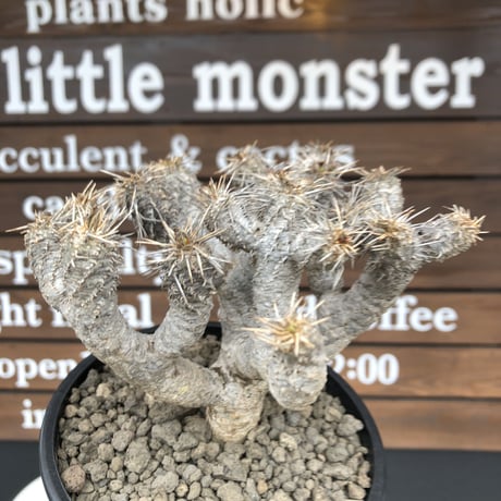 euphorbia  guillauminiana《M size》※現地球発根済株※店主国内管理4年株※溶岩質の土壌育ちの現地球株らしい表皮＆太め枝振りが堪らない※mad black pot植え