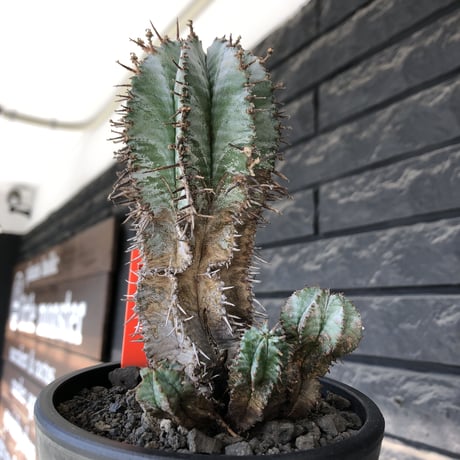euphorbia horrida《大きめM size》子吹き群生株※現地球発根後店主国内管理6年株※ワイルドな木質化と荒々しく刺々しい男前な出立ち※mad black pot植え