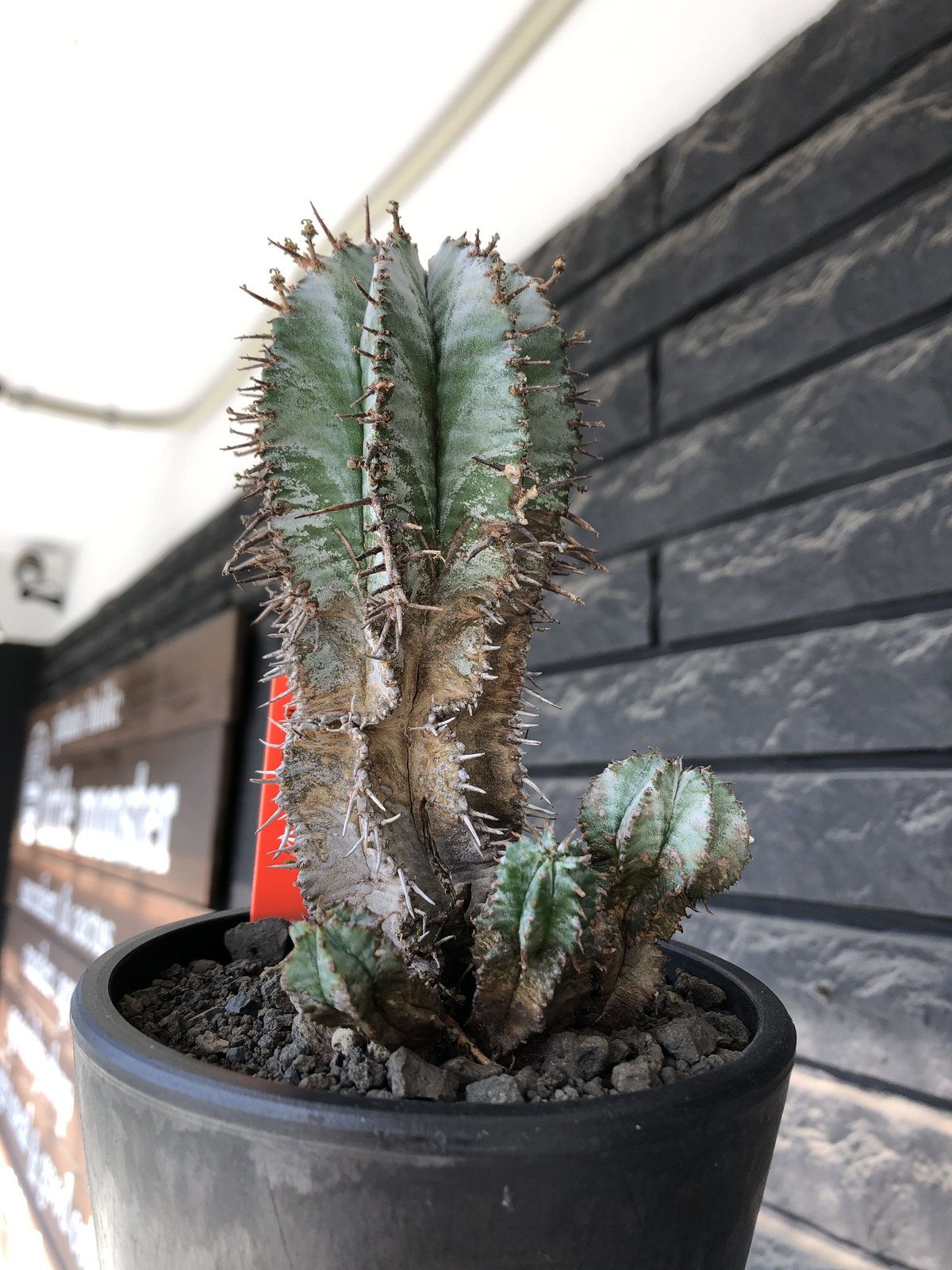 euphorbia horrida《大きめM size》子吹き群生株※現地球発根後 euphorbia horrida《大きめM size》子吹き群生株※現地球発根後