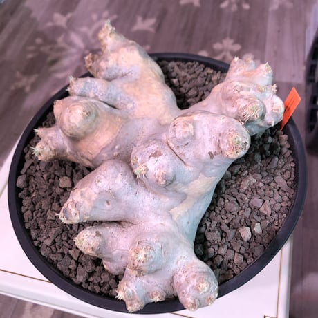 packypodium  brevicaule  恵比寿笑い《特大 L  L size》※現地球発根済株※大変interior性高き美肌白肌な上、希少樹形でbigな笑い※浅鉢植え
