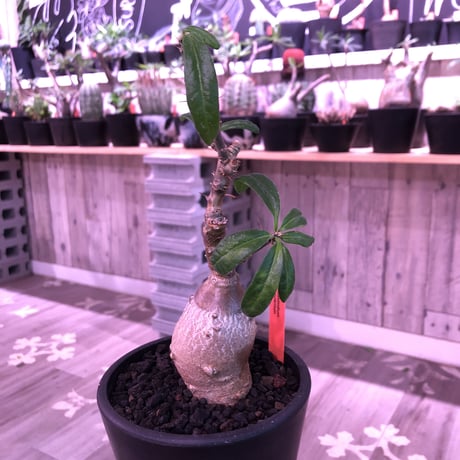 packypodium  succulentum《大きめS size》現地球発根済株‼︎※既にミニチュアにしただけの良き装い‼︎※mad black pot植え