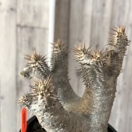 packypodium  gracilius《M  size》※現地球発根済株‼︎※四つ枝でバランス良き、可愛い白肌グラキ※mad black pot植え
