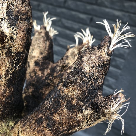 xerophyta  trichophylla《S size》※現地球発根済株※驚愕強靭株※枝振り良くスマートなweightもlow‼︎かわいい小振りサイズ※mad black pot植え