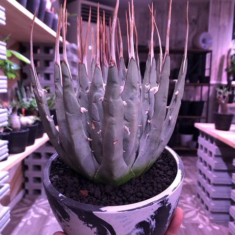 agave    utaensis  var, eborispina《L L size》※驚愕極美株※抜群にwild且つ美しいエボリスピナ‼︎※mad black marble bowl pot植え