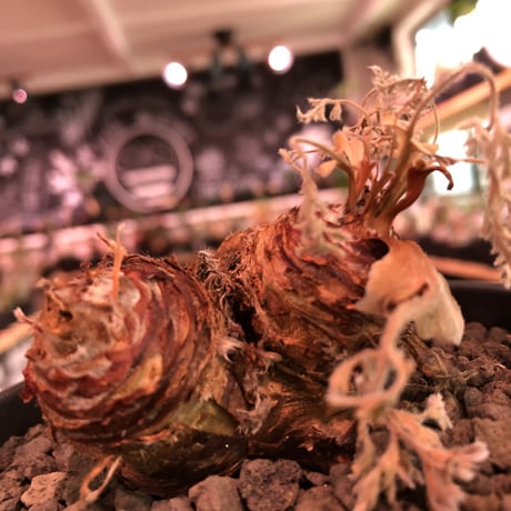 pelargonium  appendiclatum《大きめM size》※店主個人株‼︎現地球発根済株※実生株しかまず出回る事のない激希少‼︎驚愕4-he'd‼︎🤩※mad black pot植え