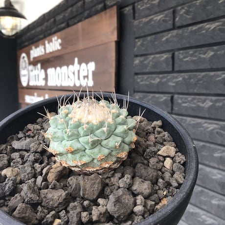 strombocactus 白棘菊水《大きめM size》※希少‼︎現地球カキ仔自根株※実生でもなくカキ仔株の為、良きDNAを受け継ぐ菊水※mad black bowl pot植え
