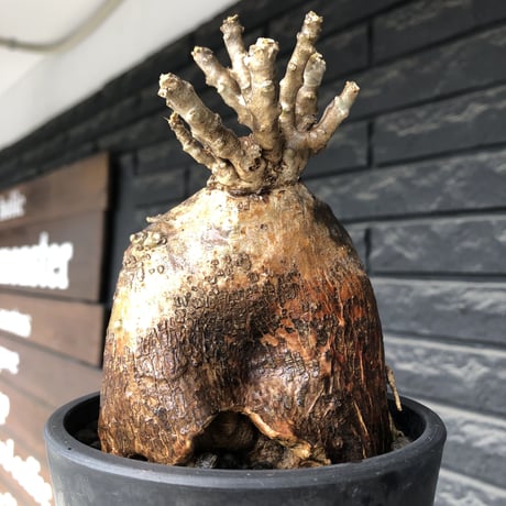 pachypodium bispinosum 《大きめM size》極希少‼︎激エグれ株※現地球発根後店主国内管理5年株※両A面な激しいエグれ生き様強き一株※mad black pot植え