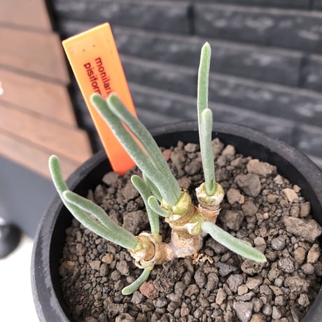 monilaria  pisiformis《大きめS size》※現地球発根後店主国内管理3年株※モニラリア属（激希少最上位種）冬型caudex※mad black pot植え