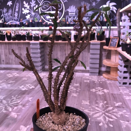 euphorbia    hofstaetteri《L size》希少‼︎