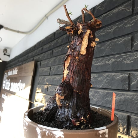 mestoklema tuberosum《大きめLLsize》極太大株※現地球発根後店主国内管理8年株※反り立つ壁的な圧倒的威圧感を持つ一株※mad brown marble bowl pot植え