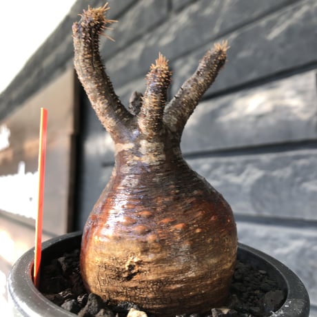 pachypodium gracilius《大きめS size》赤肌株※現地球発根後店主国内管理3年株※赤味も強くぼってり株元な選抜株※mad black pot植え