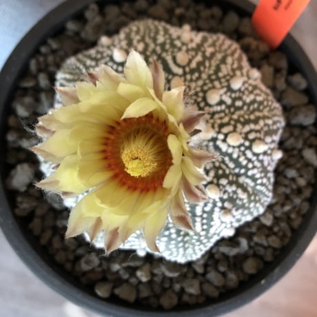 astrophytum asterias var.偏平super 兜《L size》大変大きくそして白い‼︎希少偏平super兜‼︎　※店主国内管理７年株  ※mad black pot植え