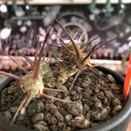 sarcocaulon herrei《M size》※今や希少且つ今後輸入厳しい南アフリカ物‼︎gapある白花大輪を咲かす冬型人気者‼︎wild株※mad  black  bowl pot植え