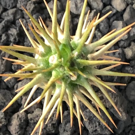 pachypodium  ambongense  littmon seed株《大きめS size》※希少高きアンボンゲンセ‼︎激オススメ株※black pot植え