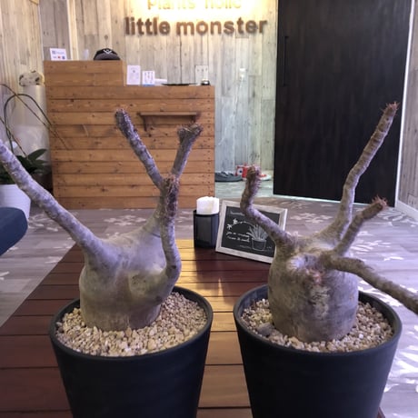 packypodium    gracilius《LL size》※現地球株  ※発根済み株