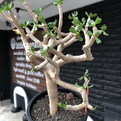 othonna furcata《 L size》極白肌良樹形※現地球発根後店主国内管理5年株※極美白肌且つ丁度良きサイズ感の良樹形株※mad black pot植え