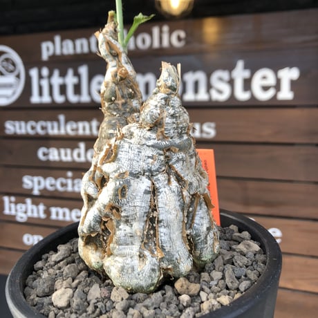 cephalopentandra ecirrhosa《 L size》ゴツゴツ極太株※現地球発根済株※店主国内管理7年株※幹のボコボコ感が強きパキプスかの如く厳つい一株※mad black pot植え
