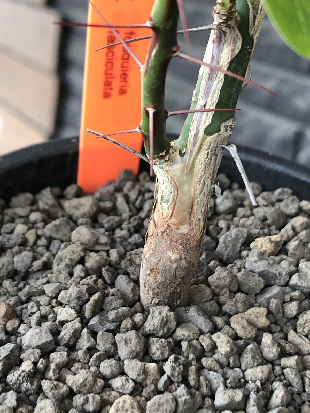 フォークエイリアファシクラータ現地球 フォークイエリア