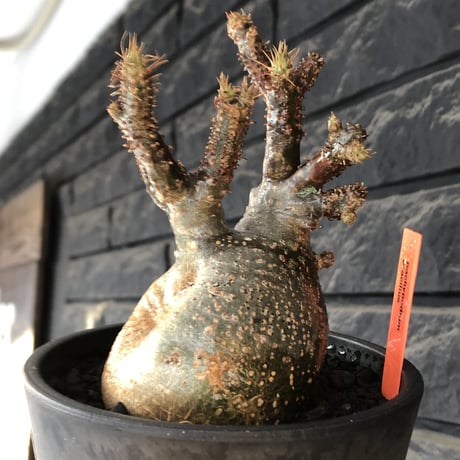 pachypodium gracilius《M size》極‼︎低重心ぼってり樹形※現地球発根後店主国内管理3年株※岩肌に当たり育った傷跡を持つぼってり樹形※mad black pot植え