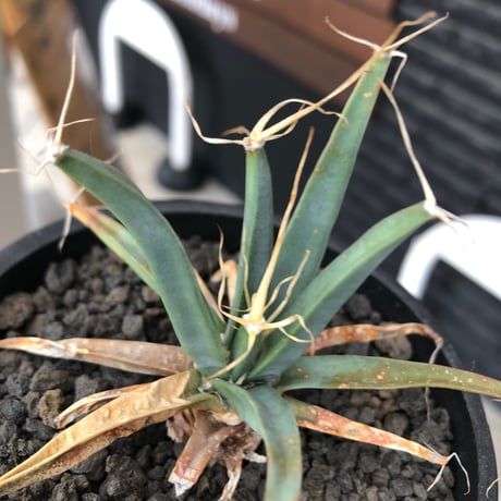 leuchtenbergia  principis 晃山《S size》※現地球株発根済※小振りながらも味深く強靭で育てやすい一属一種の有望株※black bowl pot植え