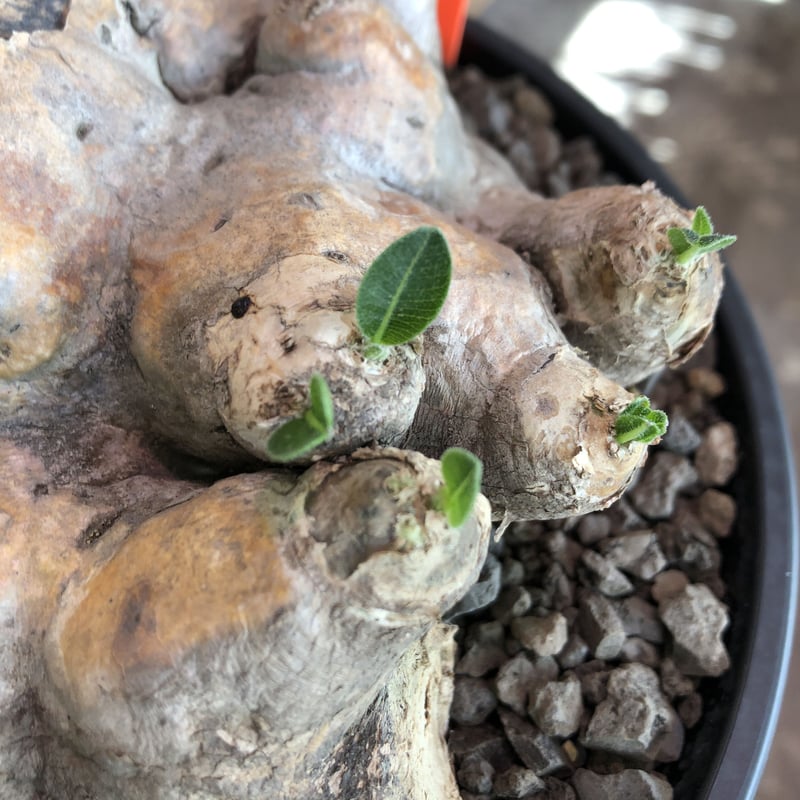 pachypodium brevicaule恵比寿笑い《大きめL size》※現地球発根