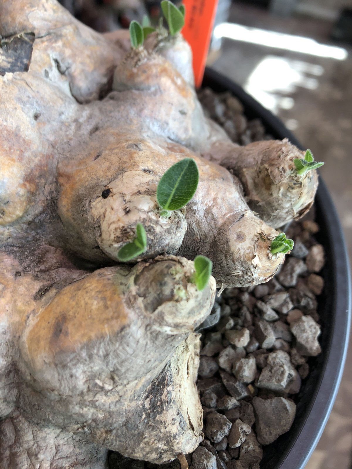 pachypodium brevicaule恵比寿笑い《大きめL size》※現地球発根