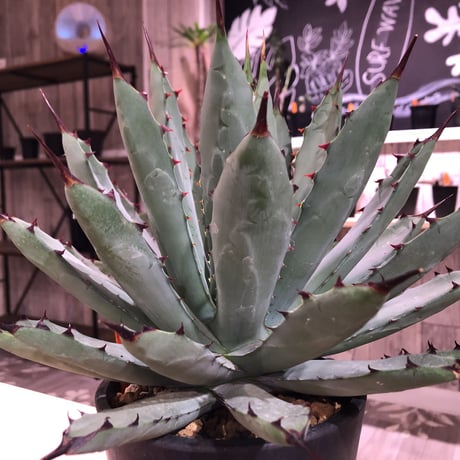 agave     macroacantha 《L size》mad black pot植え　※Instagram投稿株‼︎