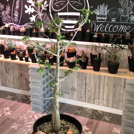 bursera  fagaroides《L size》