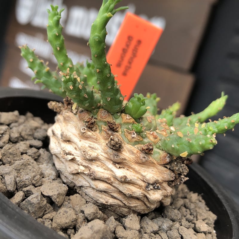 euphorbia gorgonis《M size》※現地球発根後店主国内管理2年株※人気🐙タ